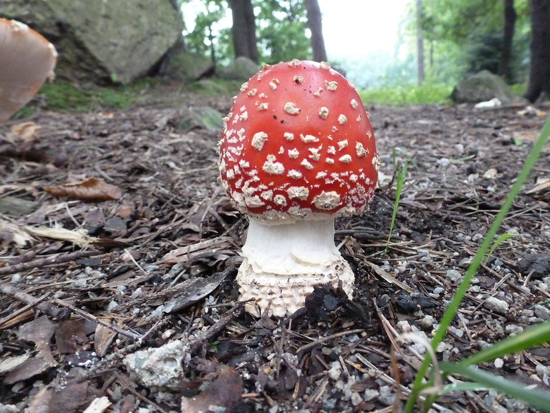 15279515990_91c50d7d15_c.jpg 15279515990_91c50d7d15_c.jpg