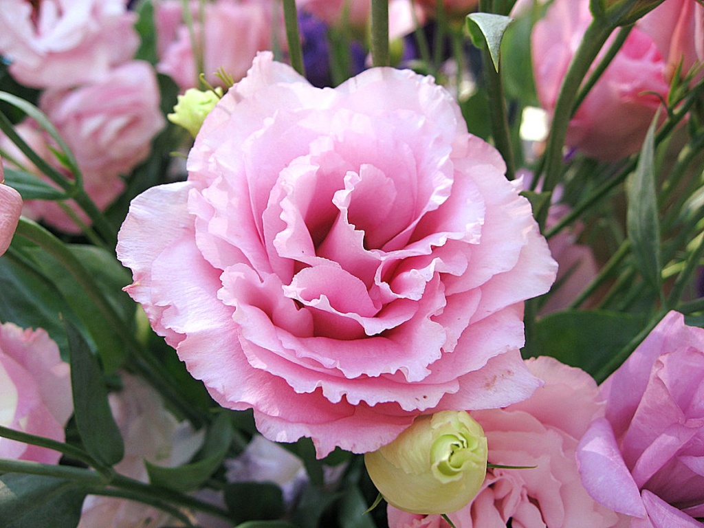 Eustoma_1_1.jpg