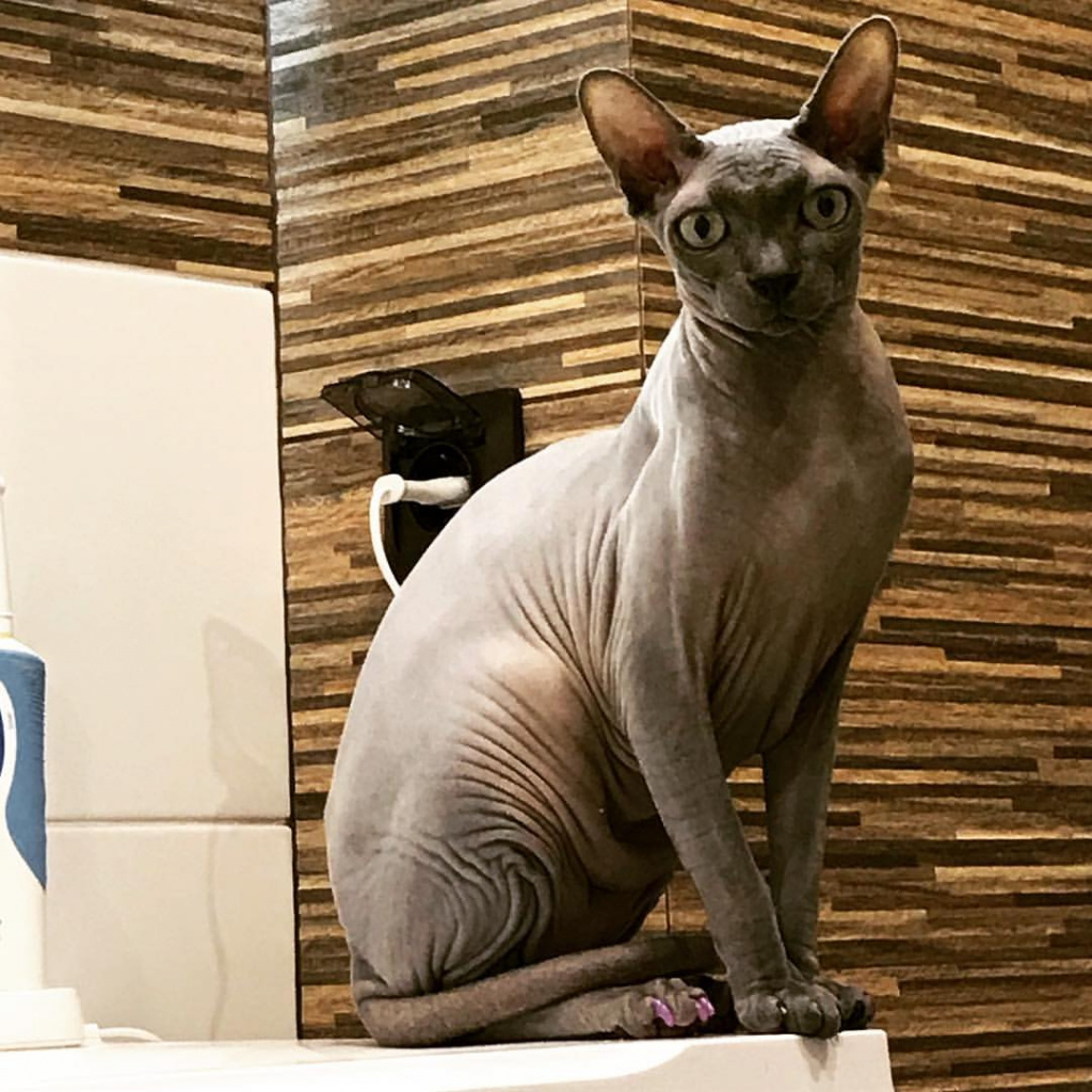 кот.jpg